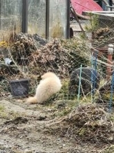 うずくまった白い希少動物　瀕死で暖かい日だまりの中…野生動物の穏やかな最期