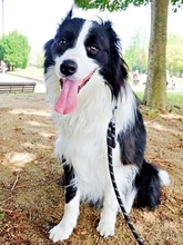 毎日20〜30km、1日平均2万7305歩も飼い主を歩かせる体力お化け犬　散歩を終えて大満足のボーダー・コリー「もともと牧羊犬ですもんね」