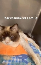 雪が残る山中に遺棄された21匹の猫たち　骨盤を4カ所も骨折し地面をはう子猫も……6時間におよぶ大手術　今では元気に走り回れるまでに