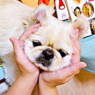 愛犬をAI解析すると…正体は「肉まん」！？ペキニーズの写真に「192kcal」「こんなかわいい肉まんない」「意外とカロリー低い」