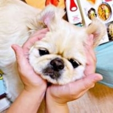 愛犬をAI解析すると…正体は「肉まん」！？ペキニーズの写真に「192kcal」「こんなかわいい肉まんない」「意外とカロリー低い」