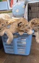 生後1ヶ月、4匹の赤ちゃんライオンたち、キュートな姿に大反響「猛獣の血を継いでますね」
