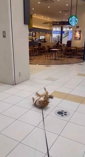 「スタバに入りたくて、盛大に駄々をこねる柴犬」右に左にゴロンゴロン！「これぞ柴犬って感じの拒否っぷり」