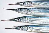 「「さばいたら骨が真っ青！」　オーストラリアの磯で獲った魚　お刺身で実食したら…」の画像1