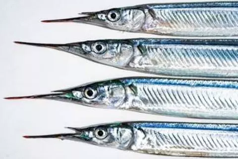 「さばいたら骨が真っ青！」　オーストラリアの磯で獲った魚　お刺身で実食したら…