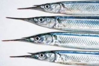 「さばいたら骨が真っ青！」　オーストラリアの磯で獲った魚　お刺身で実食したら…