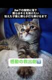 「隙間に落ちて怯えた子猫が“自分の意思”で救われるまで…人と猫が心を通わせた感動の一夜」の画像1