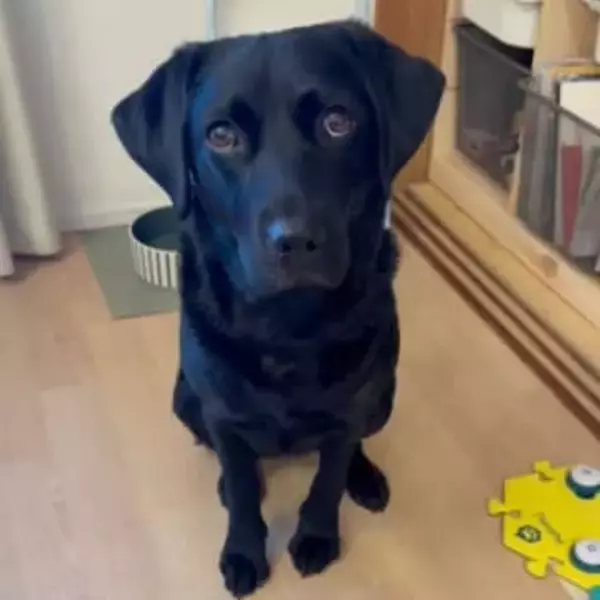 人間の言葉を理解している？「パパ、あそぼ」会話ボタンで飼い主を誘う犬に驚き！ 仕事中のパパ完敗「これは断れないｗ」「おりこうすぎ」