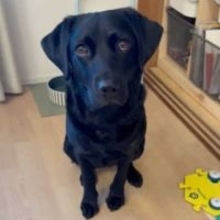 人間の言葉を理解している？「パパ、あそぼ」会話ボタンで飼い主を誘う犬に驚き！ 仕事中のパパ完敗「これは断れないｗ」「おりこうすぎ」