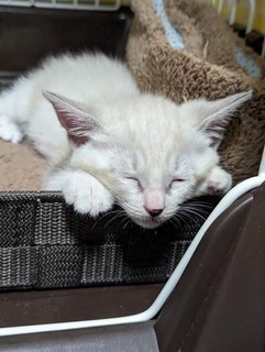 「本当に同じ猫！？」真っ白だった保護猫が1年で劇的に変化した姿に驚きの声　飼い主「どこまで変わるか楽しみ」