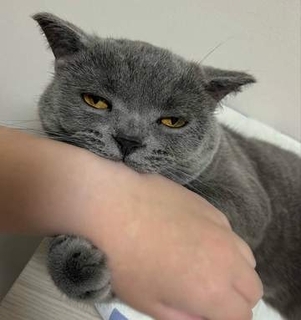 「寝るか噛むかどっちかにしなさい」半目で飼い主の腕を噛んでる猫さん「限界オーラが出てる」