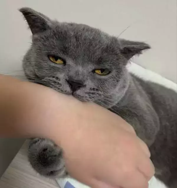 「寝るか噛むかどっちかにしなさい」半目で飼い主の腕を噛んでる猫さん「限界オーラが出てる」