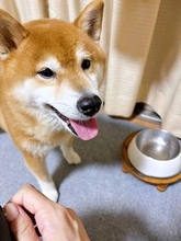 柴犬「おいしかったよ！」お皿が空っぽになったと笑顔で報告するも、「おかわりナシ」と分かった直後の愛らしい行動にほっこり