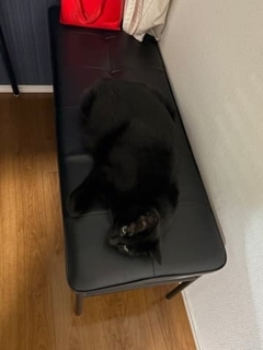 黒猫さん、真っ黒な椅子に驚きの同化　うっかり座りそうな見えにくさにヒヤリ…「これは危険だ」「心臓が止まりそう」