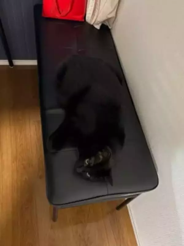黒猫さん、真っ黒な椅子に驚きの同化　うっかり座りそうな見えにくさにヒヤリ…「これは危険だ」「心臓が止まりそう」