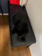 黒猫さん、真っ黒な椅子に驚きの同化　うっかり座りそうな見えにくさにヒヤリ…「これは危険だ」「心臓が止まりそう」