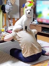 雷が怖い柴犬、避難場所に選んだのは…？ 見守りカメラがとらえた予想外の姿に反響「そんな誇らしげに（笑）」「死ぬほど笑うwww」