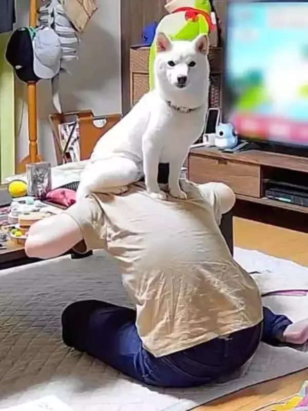雷が怖い柴犬、避難場所に選んだのは…？ 見守りカメラがとらえた予想外の姿に反響「そんな誇らしげに（笑）」「死ぬほど笑うwww」