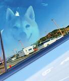 「青空に浮かぶ巨大な柴犬……車内で撮れた奇跡の1枚に「映画『ターミナル』みたい」「アニメの演出っぽい」6.8万人が熱狂」の画像1