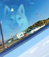 青空に浮かぶ巨大な柴犬……車内で撮れた奇跡の1枚に「映画『ターミナル』みたい」「アニメの演出っぽい」6.8万人が熱狂