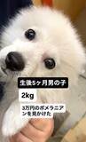 「3万円で売れ残っていた犬、じっと見つめてくる瞳にキュン→家族に迎えたら、1年で“9キロのデカポメ”に」の画像1
