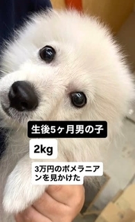 3万円で売れ残っていた犬、じっと見つめてくる瞳にキュン→家族に迎えたら、1年で“9キロのデカポメ”に