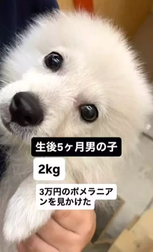 3万円で売れ残っていた犬、じっと見つめてくる瞳にキュン→家族に迎えたら、1年で“9キロのデカポメ”に