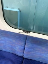 電車内でふと後ろを振り返ったら…「本物！？」窓辺にたたずむ巨大な“生物”を発見　「絶叫しちゃうwwww」「ビビるの当然」