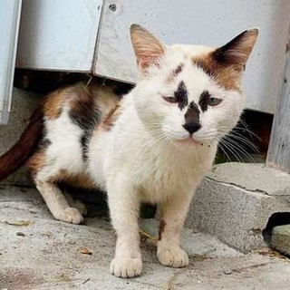 神社で見つけた「汚れた毛玉」のような生き物…まさか猫？→保護　衰弱した姿から一変、絵に描いたような「お困り顔」で家族の癒やしに