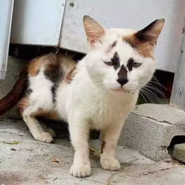 神社で見つけた「汚れた毛玉」のような生き物…まさか猫？→保護　衰弱した姿から一変、絵に描いたような「お困り顔」で家族の癒やしに