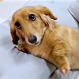「「一緒に二度寝しよう？」前足でちょいちょい誘う甘えん坊犬　かわいすぎる上目遣いに「誰も拒否れない」「反則級」「ずるい」と反響」の画像1