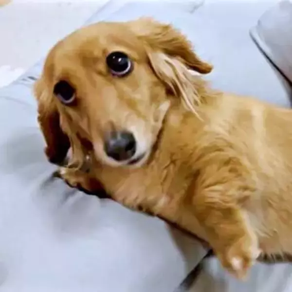 「一緒に二度寝しよう？」前足でちょいちょい誘う甘えん坊犬　かわいすぎる上目遣いに「誰も拒否れない」「反則級」「ずるい」と反響