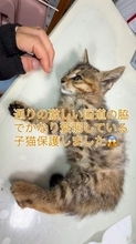 「こんな場所にいたら危ない」国道脇でひとりぼっちの子猫　重度の脱水と貧血　体は尿まみれで歩くのもフラフラ→地域の保護猫と元気に遊ぶまでに