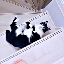 飼い主を出待ちして…元保護猫が階段をスルスル滑り落ちる姿が話題　「完全に遊び方理解してる」「角が気持ちいいんだにゃ」