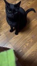 「黒猫いいなぁ」と君が言ったから…毎年7月は黒猫記念日！？ 2年連続、7月に庭に現れた人懐っこい黒猫との不思議なご縁