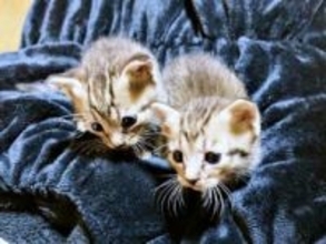 愛犬を亡くし悲しみにくれる日々「もう犬は…」と思っていたら、隣家の軒下に2匹の小さな子猫が→必死の子育てで充実した毎日に