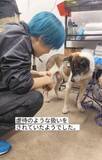 「飼い主が死去→異臭と汚れがひどい犬を保護、首輪が食い込んだような跡も　それでもシャンプーに尻尾を振ってくれた」の画像1