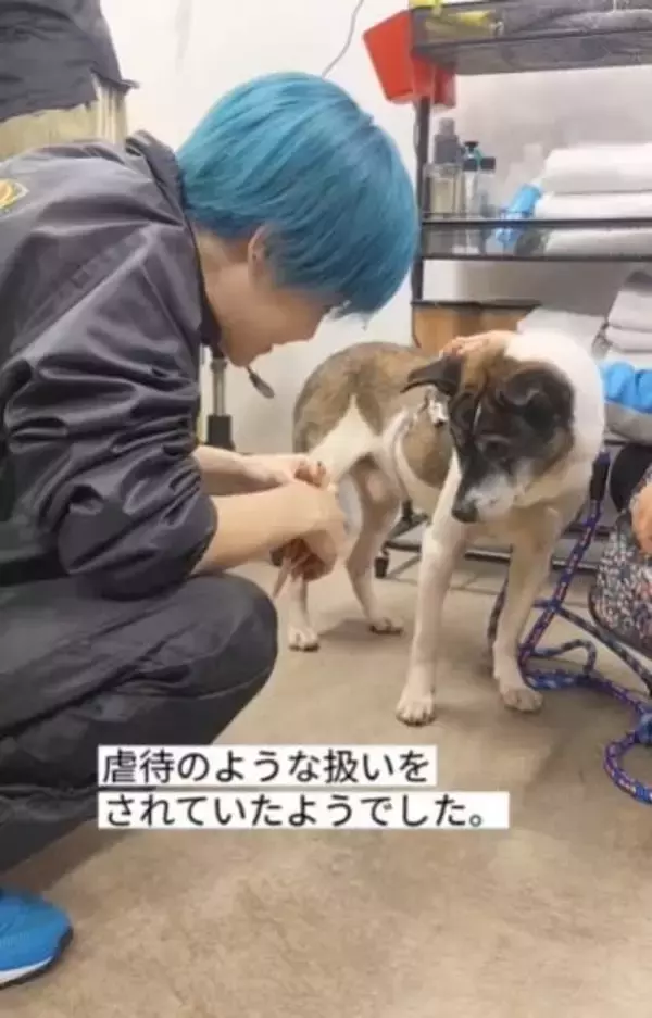 飼い主が死去→異臭と汚れがひどい犬を保護、首輪が食い込んだような跡も　それでもシャンプーに尻尾を振ってくれた