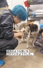 飼い主が死去→異臭と汚れがひどい犬を保護、首輪が食い込んだような跡も　それでもシャンプーに尻尾を振ってくれた