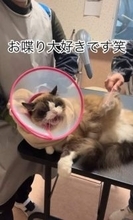 「暴れるから無理です！」どこのサロンでも断られた猫さんのトリミング動画が話題　県外から相談も「プロの技術がすごい」