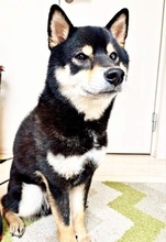 「え？ 別犬？」シャンプー後の柴犬、もふもふだったのが劇的にシュッとする　「犬も垢抜けるんだ」「イケメンになってる」「精悍」と反響