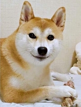 柴犬、おやつにご満悦→「おしまい」でムキーッ！表情の激変に「怒るんだ（笑）」「かわいい」
