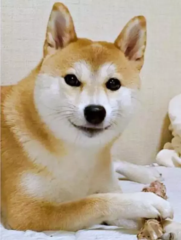柴犬、おやつにご満悦→「おしまい」でムキーッ！表情の激変に「怒るんだ（笑）」「かわいい」