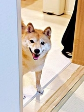 朝、各部屋を回ってチェック…柴犬のかわいすぎるルーティンが話題　「警備体制バッチリですね！」「うちにも来て～」