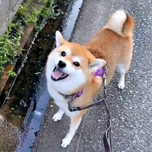 溝をのぞきこみ「取って！」お口カチカチ鳴らして柴犬おねだり　「キラキラの目がたまらない」「取ってくれ言うてますね」