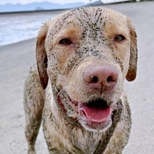 「犬が豚になり、トンカツになるまで」…砂浜でゴロゴロしたラブラドールの泥んこ衝撃変身　「おいしそう！」「やりたい放題（笑）」
