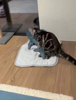 涼しい「冷感敷きパッド」を気に入った猫さん、”友達”をヨイショヨイショとご招待、毛づくろいでおもてなし