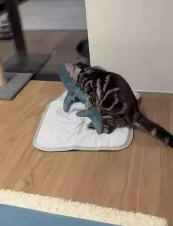 涼しい「冷感敷きパッド」を気に入った猫さん、”友達”をヨイショヨイショとご招待、毛づくろいでおもてなし