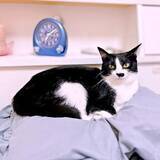 「「こんなお顔で見つめられてたの！？」見守りカメラが捉えた猫の姿に6.9万いいね　「大好きを伝えてる」「尊すぎて涙」」の画像1