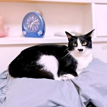 「こんなお顔で見つめられてたの！？」見守りカメラが捉えた猫の深夜の愛に6.9万いいね　「大好きを伝えてる」「尊すぎて涙」
